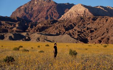 Superblüte im Death Valley