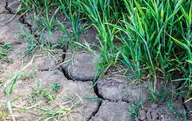 Risse im trockenen Boden eines Feldes