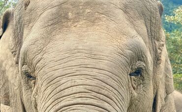 Anwohner vermuten, der Elefant könnte «einen Geschmack für menschliche Nahrung entwickelt» haben. (Archivbild)