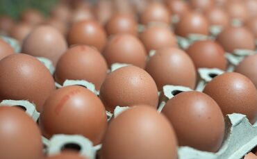 Die Verbraucher essen mehr Eier als noch vor ein paar Jahren.