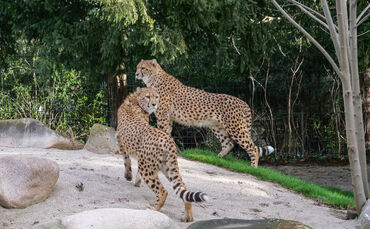 Wilhelma Geparden Haraka und Zawadi