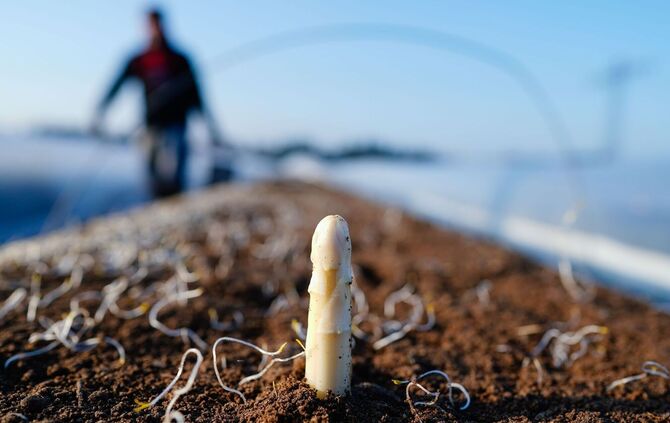 «Turbostart» in die Saison - Mythen um Deutschlands Spargel-Liebe