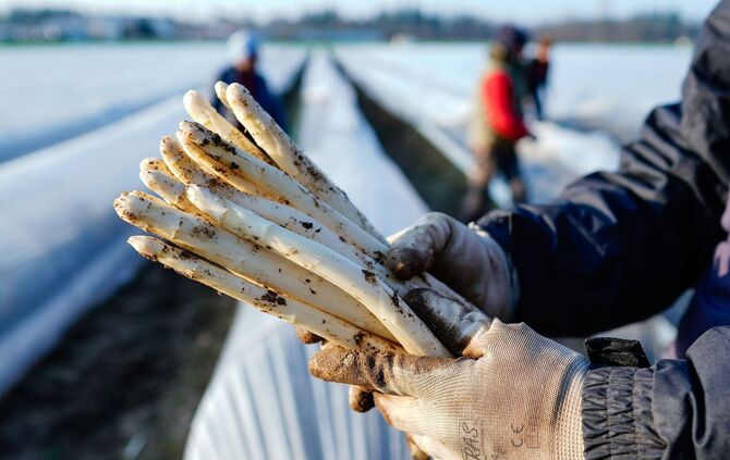 Spargelsaison