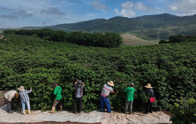 Heftiger Starkregen bedroht laut einer Studie zunehmend die Kaffeeproduktion im weltweit größten Anbauland Brasilien. (Archivbil