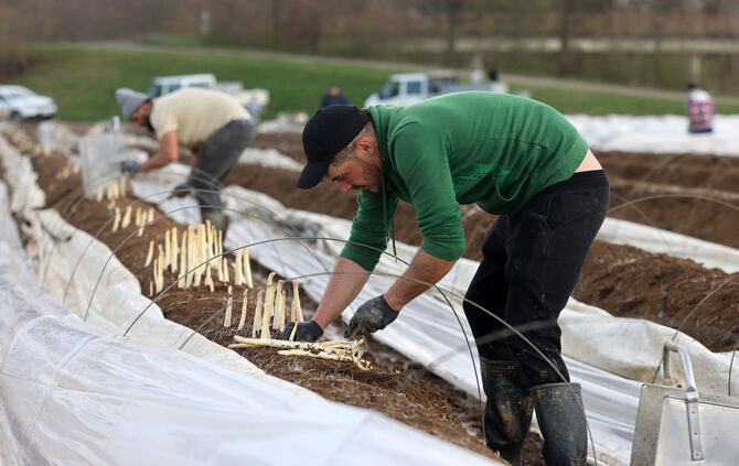 Der erste deutsche Spargel ist da. Helfer von Obst- und Gemüsebauer Phillip Bauerle stechen die ersten weißen Stangen.