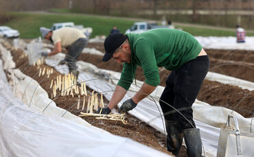 Der erste deutsche Spargel ist da. Helfer von Obst- und Gemüsebauer Phillip Bauerle stechen die ersten weißen Stangen.
