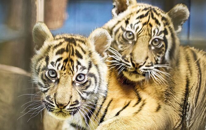 Nachwuchs bei den Sumatra-Tigern hat Namen