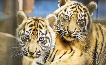 Nachwuchs bei den Sumatra-Tigern hat Namen