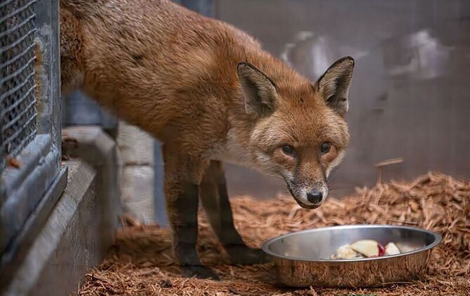 Fuchs reist als "blinder Passagier" von England nach  New York