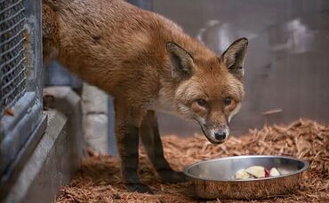 Fuchs reist als "blinder Passagier" von England nach  New York