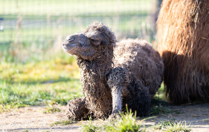 Das Trampeltier-Fohlen wenige Stunden nach der Geburt