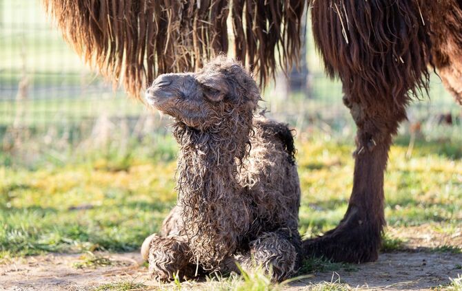 Das Trampeltier-Fohlen wenige Stunden nach seiner Geburt