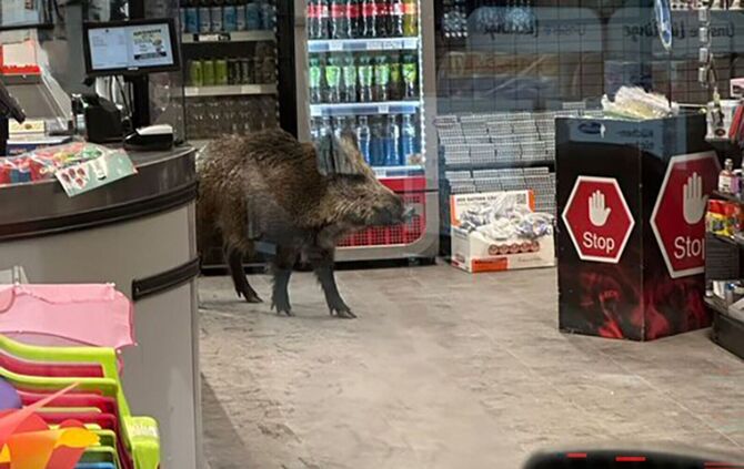 Wildschwein in Einkaufszentrum in Berlin-Köpenick