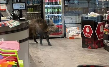 Wildschwein in Einkaufszentrum in Berlin-Köpenick