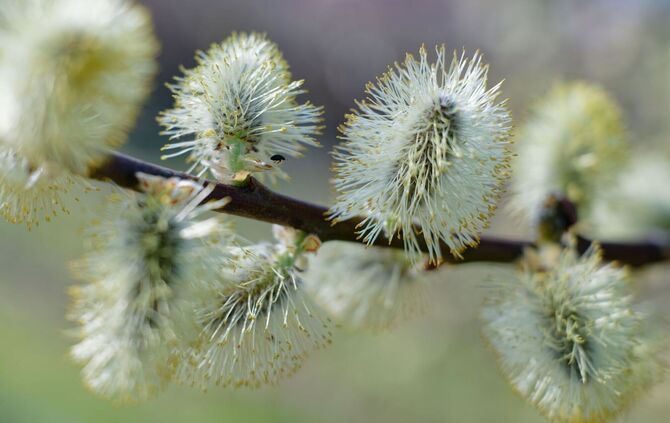 Weidenkätzchen
