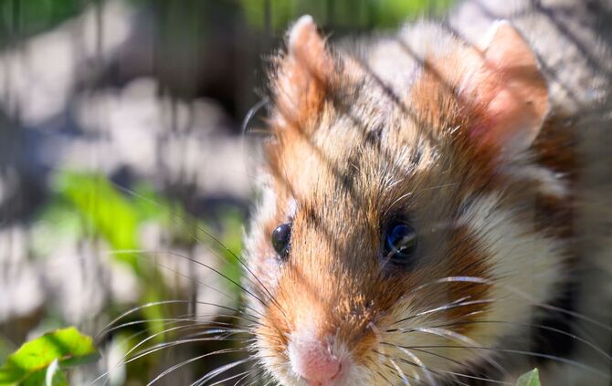 In Shenzhen sollen Hamster in einem Spielautomaten feilgeboten worden sein. (Archivbild)