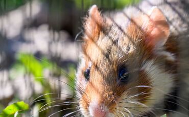 In Shenzhen sollen Hamster in einem Spielautomaten feilgeboten worden sein. (Archivbild)