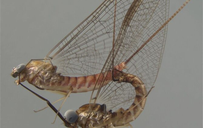 Sexleben von Eintagsfliegen