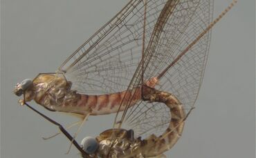 Sexleben von Eintagsfliegen