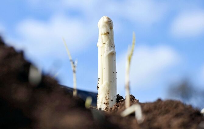 Spargelernte in Iffezheim