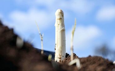 Spargelernte in Iffezheim