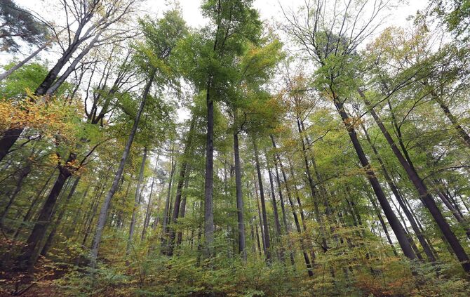In einem Waldgebiet in Althütte wurde illegal Müll entsorgt (Symbolfoto).