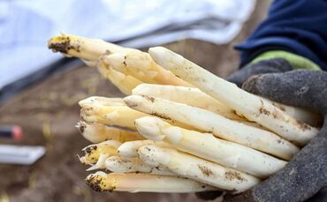 Spargelernte in Iffezheim