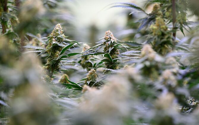 Produktion von medizinischem Cannabis in Sachsen-Anhalt