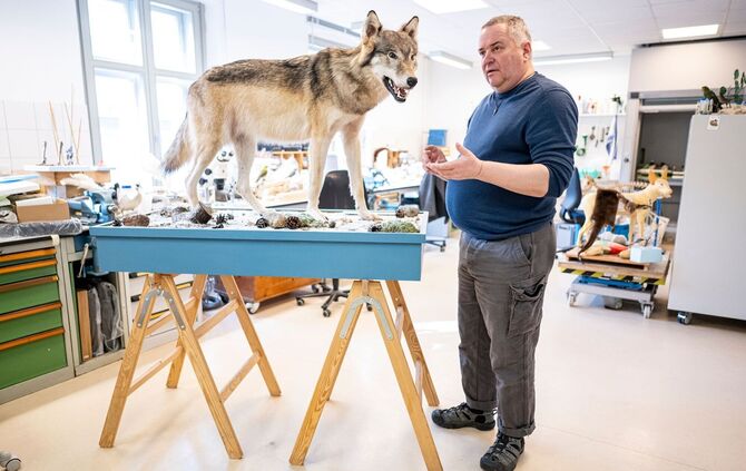 Was macht ein Präparator mit einem totem Wolf