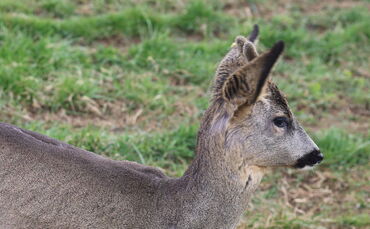 Für Rehe birgt die Zeitumstellung tödliche Gefahr.