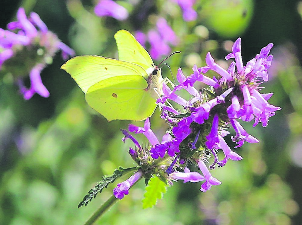 Spring is coming and the herb terraces are once again attracting visitors ...