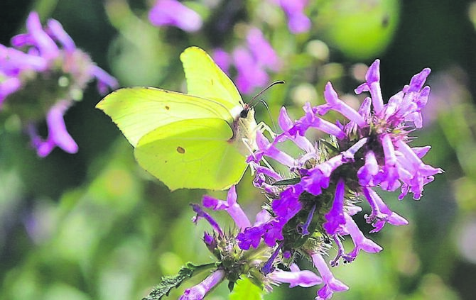 Kräuterfreunde können in Kaisersbach viel entdecken.