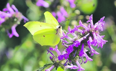 Kräuterfreunde können in Kaisersbach viel entdecken.