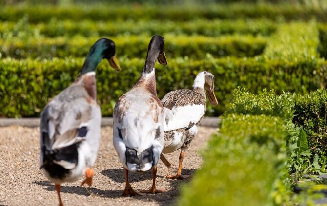 Die Polizei sucht nach dem Besitzer der Tiere. (Symbolbild)