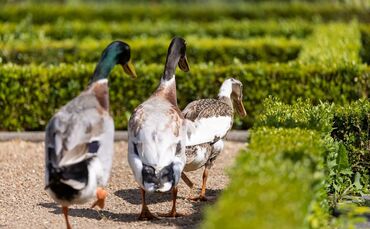 Die Polizei sucht nach dem Besitzer der Tiere. (Symbolbild)