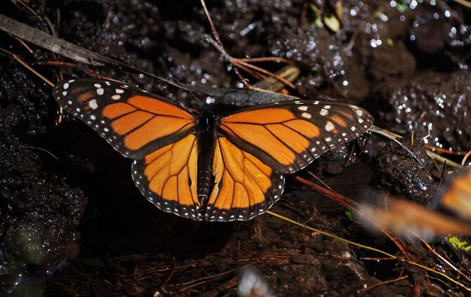 Monarchfalter in Mexiko