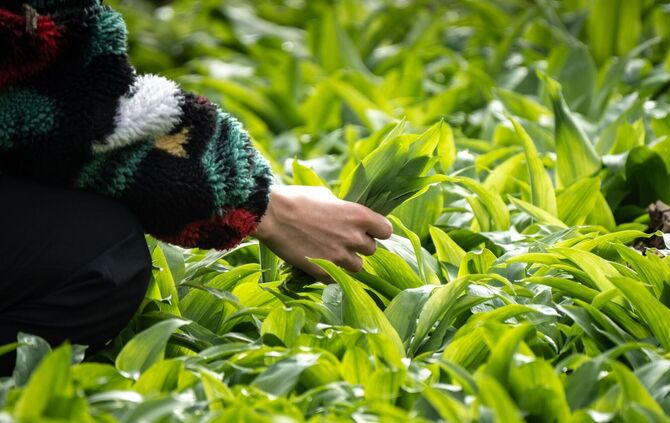 Frau sammelt wild wachsende Bärlauch-Blätter