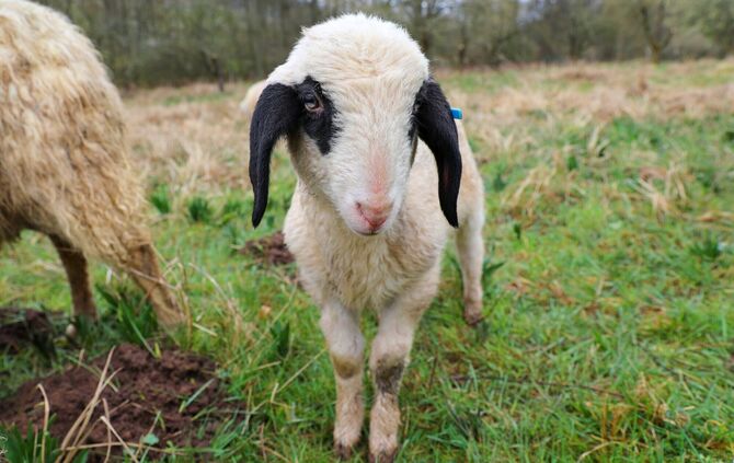 Nachwuchs auf dem Schafwanderweg.