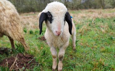 Nachwuchs auf dem Schafwanderweg.