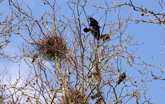 Etwa 55 Nester von gut 120 Saatkrähen gibt es alleine in Beinstein.