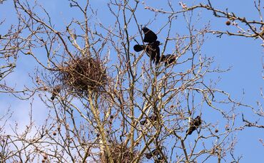 Etwa 55 Nester von gut 120 Saatkrähen gibt es alleine in Beinstein.