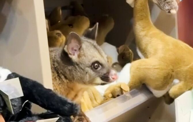 Possum versteckt sich zwischen Plüschtieren