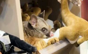 Possum versteckt sich zwischen Plüschtieren