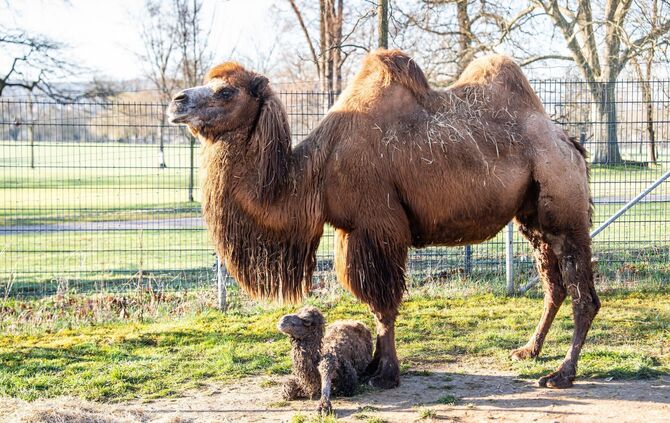 Die Trampeltier-Stute Chiara mit ihrem neugeborenen Fohlen.