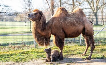 Die Trampeltier-Stute Chiara mit ihrem neugeborenen Fohlen.