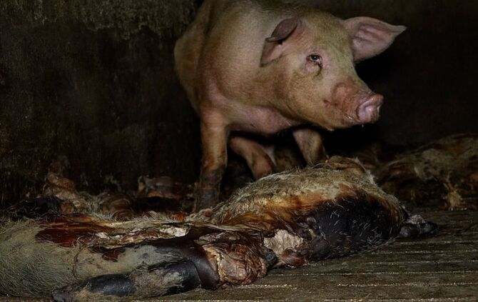 Der Schweinemastbetrieb hat seit Jahresbeginn einen neuen Eigentümer und die Missstände wurden laut einer Mitteilung der Veterin