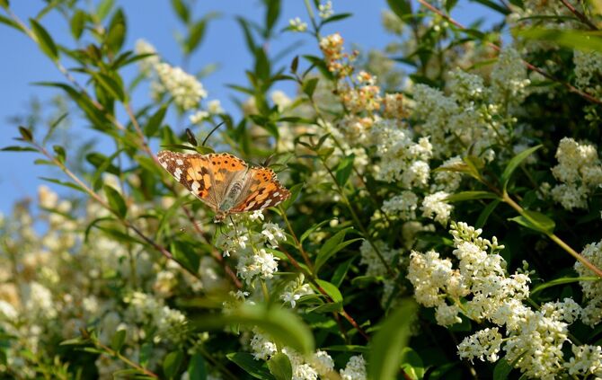 Hecken sind von Frühjahr bis Herbst wichtig für die unterschiedlichsten Tiere. Hier nascht ein Distelfalter an den Blüten einer