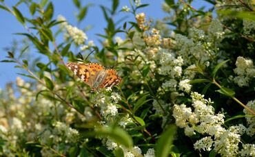 Hecken sind von Frühjahr bis Herbst wichtig für die unterschiedlichsten Tiere. Hier nascht ein Distelfalter an den Blüten einer 