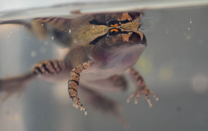 Südlicher Stotterfrosch (Mixophyes australis) in Australien