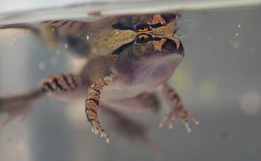 Südlicher Stotterfrosch (Mixophyes australis) in Australien